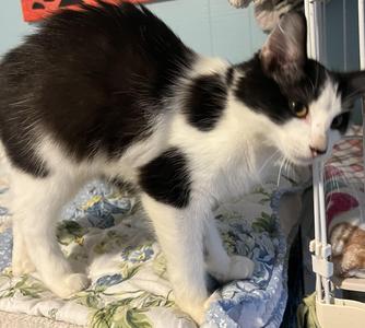 May, kitten, available for adoption