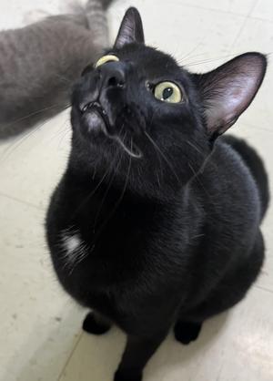 Scar (sweetest fellow), young, available for adoption