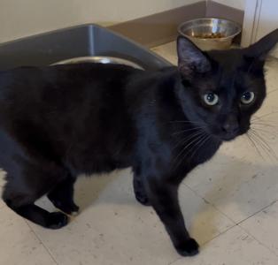 Three and a half legged Denzel, young, available for adoption