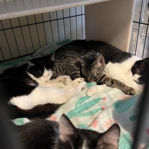April, kitten, available for adoption