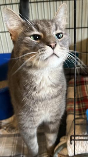 Opta, adult, available for adoption