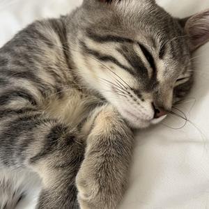 A gray tabby cat sleeping on a white surface