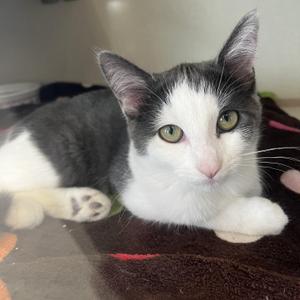 Aurora and Dahlia, kitten, available for adoption