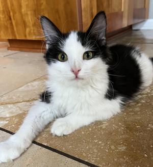 Buddy, kitten, available for adoption