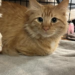 Griffin and Chomper, adult, available for adoption