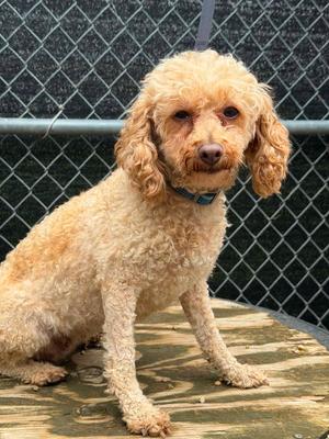 Pecan, Poodle (Miniature), adult, available for adoption
