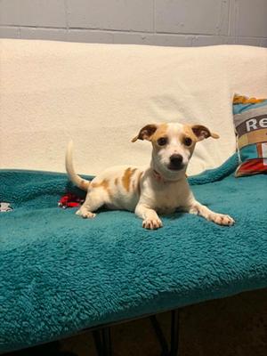 Birch, Chihuahua, puppy, available for adoption