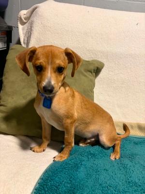 Acorn, Chihuahua, puppy, available for adoption