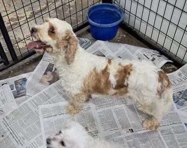 Hazel, Cavalier King Charles Spaniel / Poodle (Miniature), adult, available for adoption