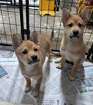 The Great Bluedini, Shiba Inu, puppy, available for adoption