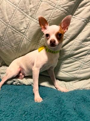 Zoomer, Chihuahua, young, available for adoption