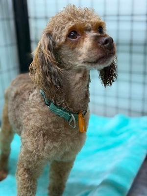 Linden, Poodle (Miniature), adult, available for adoption