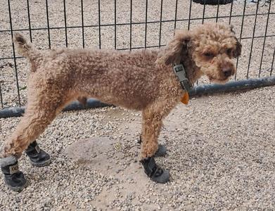 Linden, Poodle (Miniature), adult, available for adoption