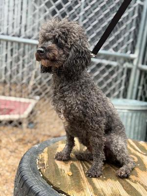 Ash, Poodle (Miniature), adult, available for adoption