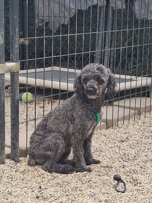 Ash, Poodle (Miniature), adult, available for adoption