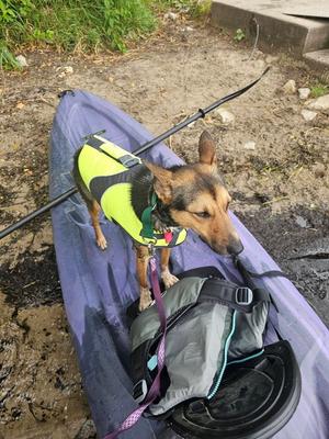 Magical Sapphire, German Shepherd Dog / Australian Shepherd, young, available for adoption