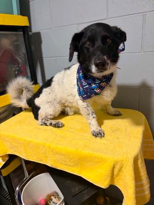 Bodie, Border Collie / Basset Hound, senior, available for adoption