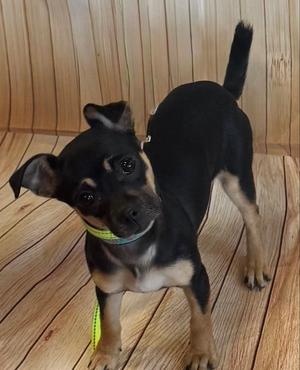 Chelan, Chihuahua / Miniature Pinscher, available for adoption