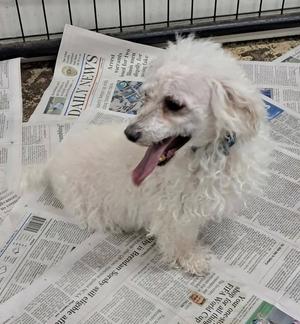 A white poodle sitting on a newspaper with its tongue out.