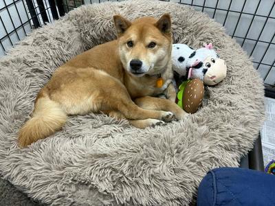 Skor, Shiba Inu, adult, available for adoption