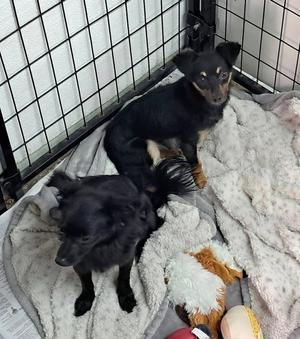 Buni Bubbles, Chihuahua, young, available for adoption