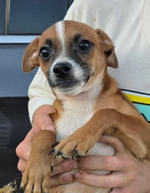 Moss, Chihuahua, puppy, available for adoption