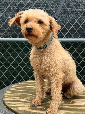 Sharkleberry Fin, Poodle (Miniature), adult, available for adoption