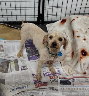Sharkleberry Fin, Poodle (Miniature), adult, available for adoption