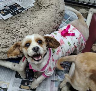 Pink Swimmingo, Cavalier King Charles Spaniel / Poodle (Miniature), adult, available for adoption
