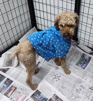 Waverly, Poodle (Standard) / Golden Retriever, adult, available for adoption