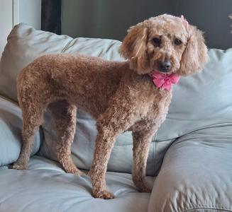 A brown poodle wearing a pink bow, standing on a light-colored couch.