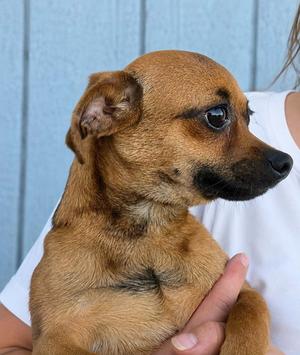 Valor, Chihuahua, adult, available for adoption