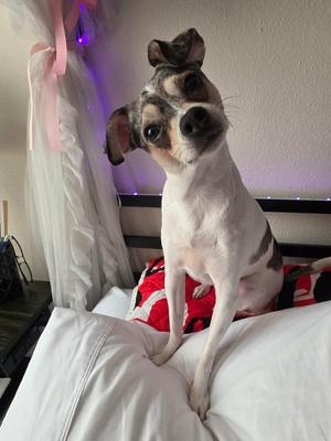 Tito, Chihuahua, young, available for adoption