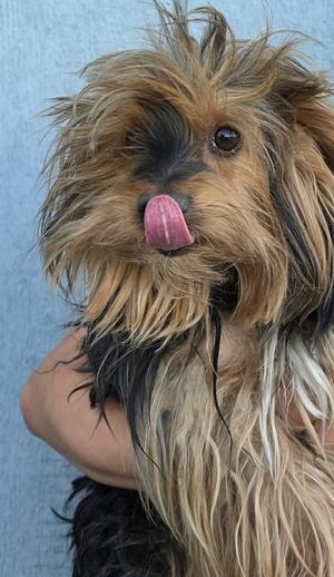 Mr Toodles, Yorkshire Terrier Yorkie, adult, available for adoption