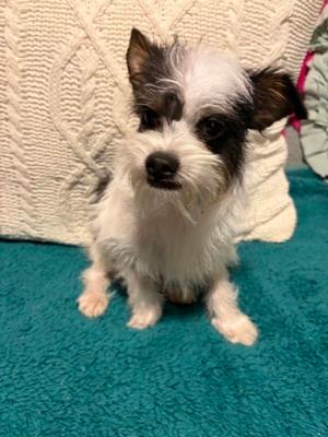 Zipper, Chihuahua, young, available for adoption