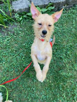 Bedrock Orange, Cairn Terrier, young, available for adoption
