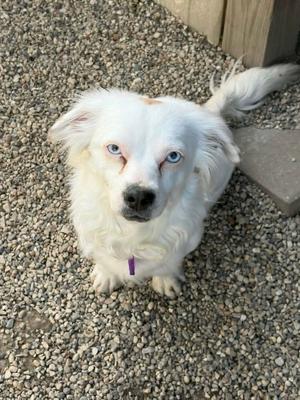 Bright Frankie, Pekingese / Australian Shepherd, young, available for adoption