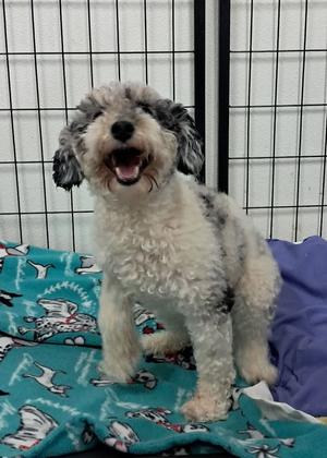 Rainbow Punch, Poodle (Miniature), adult, available for adoption