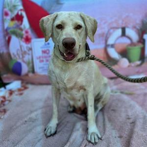 A light-colored dog sitting on a blanket with a leash attached, surrounded by various items including a lifebuoy and a sign.