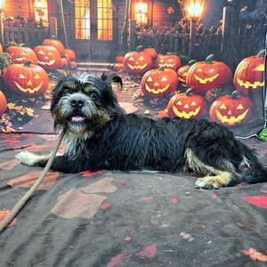 *GASTON, Havanese, adult, available for adoption