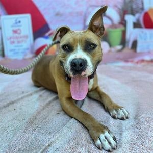 *DOLLY, Pit Bull Terrier, adult, available for adoption
