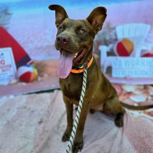 *DUNSON, Labrador Retriever / Pit Bull Terrier, young, available for adoption