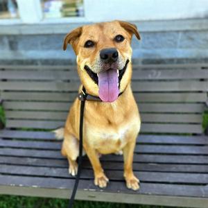 *BINGO, Golden Retriever / German Shepherd Dog, adult, available for adoption