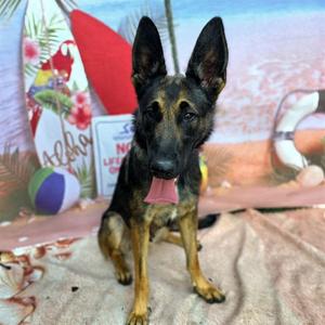 *CHLOE, German Shepherd Dog, adult, available for adoption
