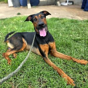 *ELVIS, Doberman Pinscher, adult, available for adoption