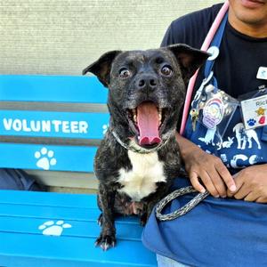 *GUMBALINA, Pug, adult, available for adoption