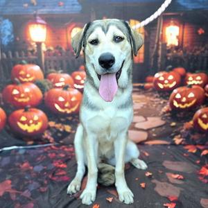 *AMBERLYN, Siberian Husky / Labrador Retriever, young, available for adoption