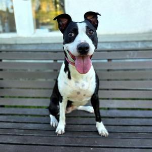 *CARPE DIEM, Pit Bull Terrier, young, available for adoption
