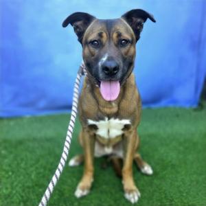 *GIBSON, German Shepherd Dog / Akita, adult, available for adoption