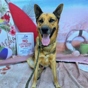 *BUCKAROO, German Shepherd Dog, adult, available for adoption